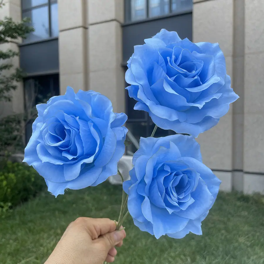 3头巨型美琪玫瑰-天蓝.JPG