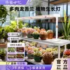 Luz Suplementar para Plantas Verdes de Espectro Completo Luz de LED para Crescimento de Plantas Luz para Plantas de Interior Suculentas Anti-Esticamento