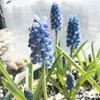 Bulbos e sementes de Jacinto para cultivo hidropônico em ambiente interno, cultivo em solo no inverno, flores de vaso resistentes e fáceis de cultivar