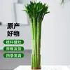 Trasplante de Bambú en Cultivo de Agua con Raíces, Planta de Bambú de la Suerte para Sala de Estar Interior, Bambú Wenchang, Bambú Dragón, Bambú Guanyin en Maceta Hidropónica Planta Verde