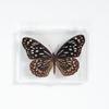 Adorno de mariposa real, alas de mariposa real, regalo de cumpleaños creativo para estudiantes, caja transparente