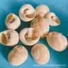 Artesanías de Caracolas Naturales Vendidas por Libra para Acuarios, Fotografía, Educación de Estudiantes y Niños, Minería y Uso Marino