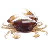 Isca Macia de Caranguejo Submersível 3 Cores Longo Alcance Anti-Enrosco Fundo Isca Artificial em Forma de Caranguejo Luya Anzol Cabeça de Chumbo Isca Exportação Atacado