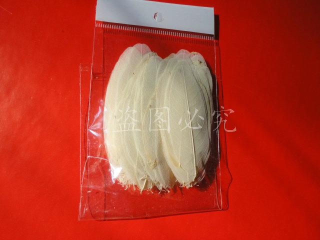 A006羽毛形叶脉 (6)