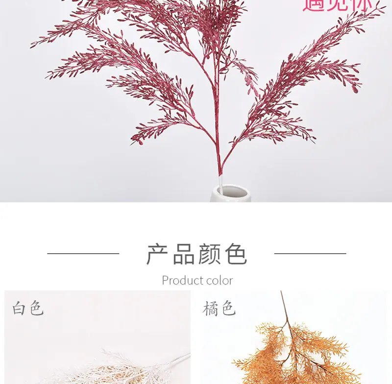 米粒草_05.jpg