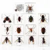 A Fábrica de Artesanato Zhongkun vende espécimes de insetos genuínos como itens decorativos, embutidos em resina de alta transparência, como brinquedos científicos educativos para crianças.