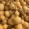 Brinquedo de Cabacinha Torcido à Mão, Cabacinha Pequena, Cabacinha Pequena de Grama Dourada Americana, Atacado e Varejo, Cabacinha de Boca Aberta