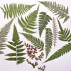 Hojas de Helecho Hojas Reales DIY Planta Espécimen en Relieve Marco de Fotos Pegamento Funda de Teléfono Vela de Aromaterapia Material Venta al por Mayor