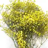 Pacote de Material DIY Flor Eterna 1g Gradiente Cabeça Grande Mosquitinho Estrela Milionária Buquê de Flores Secas Flor Eterna Flor Real