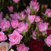 Dropshipping Tianhe Starry Rose Miniatura Arbusto Multi-Cabeças Multi-Estação Mini Rosa Flor de Varanda em Forma de Lótus