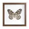 Suporte de Exibição Raro com Borboleta Folha Seca Emoldurado com Acabamento de Luxo, Pintura Decorativa de Espécime para Presente, Nicho de Borboleta Versátil Luxo Leve