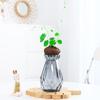 Planta Hidropónica de una Pieza para Envío Directo, Planta Trepadora Tortuga de Montaña, Planta en Maceta Dorada de Crecimiento Constante, Planta Verde, Fácil de Cultivar en Interiores, Escritorio
