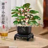 Árbol Bodhi pequeño en maceta con fruta, bonsái estilo Zen para interior, planta verde para escritorio de oficina y sala de estar