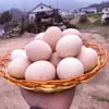 (34G-44G/Pieza) Huevos Frescos de Gallinas de Corral de Libre Pastoreo en Zonas Montañosas, Alimentadas con Cordyceps y Granos, 5-25 Piezas