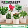 Las plantas en maceta son fáciles de cuidar en las salas de estar interiores.; plantas verdes hidropónicas, bonsáis creativos, plantas de la suerte, plantas pequeñas en maceta y árboles de la fortuna son todas excelentes opciones