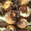 Semillas de Cebolla Amarilla Lutong Golden Diamond para Frutas y Verduras, Semillas de Verduras para Huertos Caseros, Verduras de Cuatro Estaciones