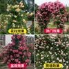 180 Variedades de Sementes de Flores Não Repetitivas, Fáceis de Cultivar em Todas as Estações, Podem Afastar Mosquitos, Adequadas para Varandas Internas e Externas, Distribuição Transfronteiriça