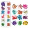 Nueva Uña Japonesa Flor Seca 12 Colores Estrella Girasol Margarita Pequeña 12 Colores Decoración de Flor Seca 24 Flores Secas para Uñas