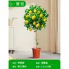 Mudas Pequenas de Limão Laranja Verde de Hainan Mudas de Semente de Limão Kumquat Em Vasos Sala de Estar Interna Varanda Árvore Frutífera Mudas de Frutas o Ano Todo