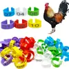 Anel de Pé de Galinha Anel de Perna de Ave Anel de Perna de Galinha Anel de Pé de Pombo Anel de Pé de Pato Ganso Clipe de Plástico para Pé de Galinha Pato Ganso