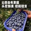 Caja de Regalo de Fruta Fresca de Arándanos de Yunnan de Temporada Alpina L25 Floral Fruta Fresca Mujeres Embarazadas Yi Ke Ciruela Azul Caja Entera