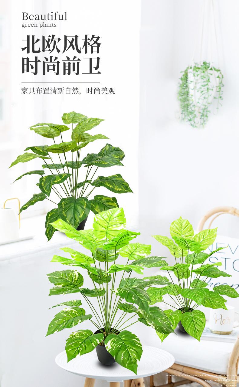 绿萝_01.jpg