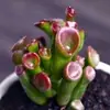 Base de planta suculenta autoproducida y autovendida al por mayor suculentas pequeñas combinación de flores plantas en maceta plantas carnosas Lithops Haworthia