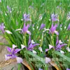180 Variedades de Sementes de Flores Não Repetitivas, Fáceis de Cultivar em Todas as Estações, Podem Afastar Mosquitos, Adequadas para Varandas Internas e Externas, Distribuição Transfronteiriça