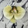 Flor artificial Phalaenopsis flor 3D de película cabeza de flor estilo ramillete regalo de mano LV Fu regalo DIY caja de regalo decoración de boda