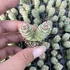 Planta Suculenta Grande en Maceta, Multicabeza, Rara y Popular, Planta Suculenta Fácil de Cuidar, Planta de Maceta, Fácil de Mantener