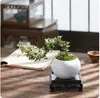 Planta Pequeña en Maceta con Borde Dorado Nieve de Junio Acantilado Raíz Elevada Escritorio Oficina Flor Interior Floración Tronco Viejo Significado Zen Bonsái