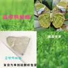 Especímenes de Mariposas Reales para Práctica, Mariposas Originales con Alas Sin Abrir, Materiales DIY para Espécimenes de Insectos, Mariposas Monarca, Insectos Originales, Mariposas Cola de Golondrina