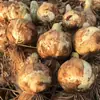 Semillas de Cebolla Amarilla Lutong Golden Diamond para Frutas y Verduras, Semillas de Verduras para Huertos Caseros, Verduras de Cuatro Estaciones