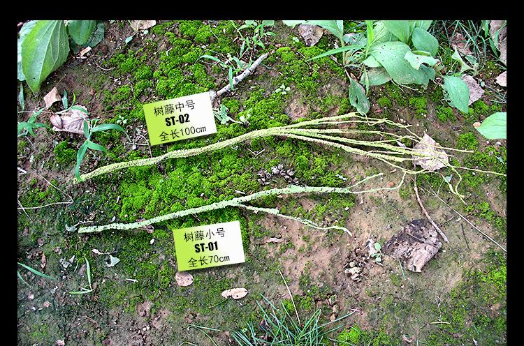 ST-0102xiangqing_05