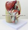 Modelo do Sistema Genital e Urinário Masculino Anatomia Pélvica Urologia Próstata. Glândula