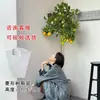 Planta de Limonero en Maceta con Fruta Comestible Planta Verde Alta para Sala de Estar Planta Grande Interior Balcón Perenne Todo el Año