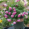 Hacker Queen Jugo Rosa Maceta Balcón Patio Villa Flor Planta Cuatro Estaciones Dropshipping