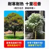 Plántulas de Osmanthus, Árboles Grandes, Osmanthus Todo el Año, Osmanthus Dorado, Plantas en Maceta de Osmanthus Rojo Número Uno, Plantación en Suelo de Patio Exterior, Árboles Preciosos, Fáciles de Cultivar