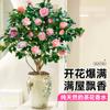 Planta de camelia Xiangfei en maceta con brotes, flor roja de cinco colores, fácil de cultivar en interiores y que florece en todas las estaciones.