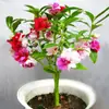 180 Variedades de Sementes de Flores Não Repetitivas, Fáceis de Cultivar em Todas as Estações, Podem Afastar Mosquitos, Adequadas para Varandas Internas e Externas, Distribuição Transfronteiriça