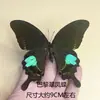 Borboleta borboleta original várias verde verdadeiro asas abertas ensinando inseto Borboleta-cauda-de-andorinha Borboleta cinza elegante Borboletas diversas de jardim de infância Besouro de banda verde de aniversário