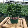 Peixe Dourado Flor Planta Aranha Planta Suspensa em Vaso Interna Fácil de Cultivar Escritório Florescimento o Ano Todo Varanda Florais e Plantas Verdes