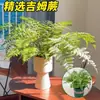 Samambaia-rei em vaso Samambaia-cabelo de-menina plantas de samambaia tolerantes à sombra interna plantas verdes suspensas para varanda Samambaia-rim plantas verdes de floresta tropical para sala de estar