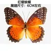 Venta Directa al Por Mayor de Fábrica de Especímenes Reales de Mariposas con Alas Extendidas, Diversos Insectos y Escarabajos, Accesorios para Fotos, Educación Científica, Especímenes Naturales