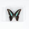 Adorno de mariposa real, alas de mariposa real, regalo de cumpleaños creativo para estudiantes, caja transparente