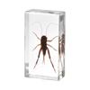 Caja ciega de resina con forma de estrella de mar y cangrejo, adornos creativos pequeños, regalo, colección Natural Cognition