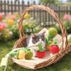 Brinquedo para Gato Tomate Teaser Stick, Brinquedo para Gato com Corda de Caqui Resistente à Mordida, Gadget de Autoentretenimento para Alívio do Tédio com Sino, Acessórios para Gatos