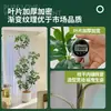 Pé de Pato Madeira Simulação Planta Verde Planta Falsa Alta Qualidade Sala de Estar Planta em Vaso Interior Grande Bonsai Biônico Hotel Decoração de Chão