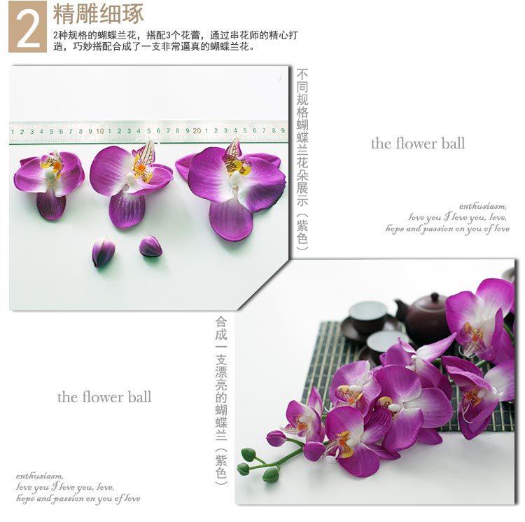 单支蝴蝶兰1#_17