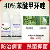 Fungicida Suspensão Dongtai Dcny 40% Carbendazim para Doenças de Plantas como Antracnose da Melancia e Oídio do Milho